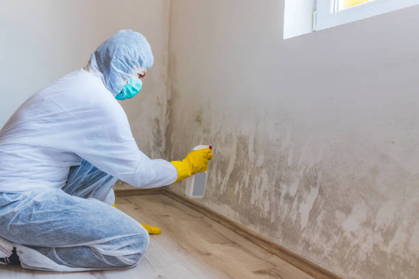 Licensed Mold Remediation service in Connerton, FL - 24 Hour Mold Removal