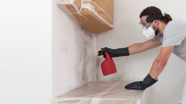Professional Mold Remediation technician working in Connerton, FL