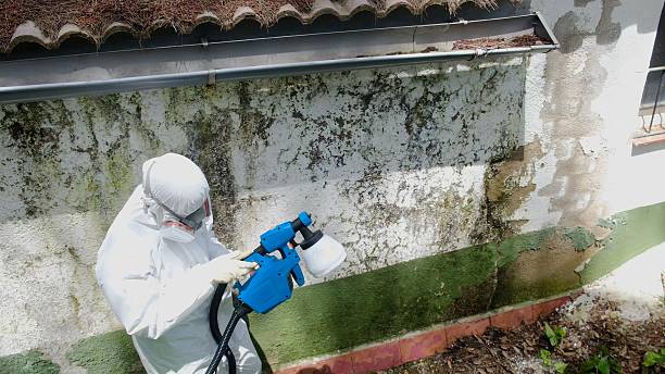 Top rated local Mold Remediation specialists in Connerton, FL